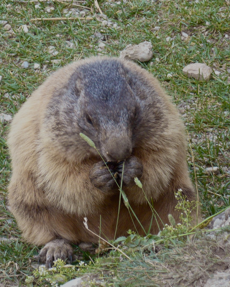 Marmotte