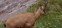 Chamois